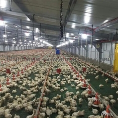 Attrezzatura zootecnica automatica galvanizzata dal pollame della immersione calda per l'agricoltura del pollo