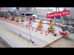 Attrezzatura automatica dell'azienda avicola di progettazione della gabbia di pollo di vendita calda