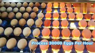 Linea di produzione per la classificazione del lavaggio delle uova