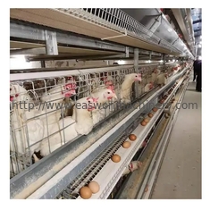 Tipo sistema automatico di H della gabbia di strato dell'uovo del pollo della batteria dell'attrezzatura di avicoltura di strato